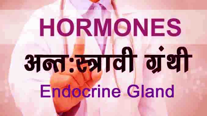 hormones kya hai in hindi